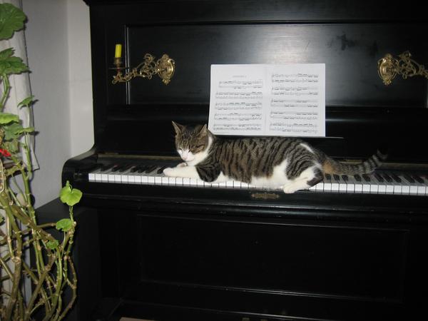 kat på klavert